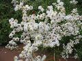 Pearly Everlasting / Anaphalis  margaritacea 